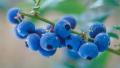 Avatar de Blueberry